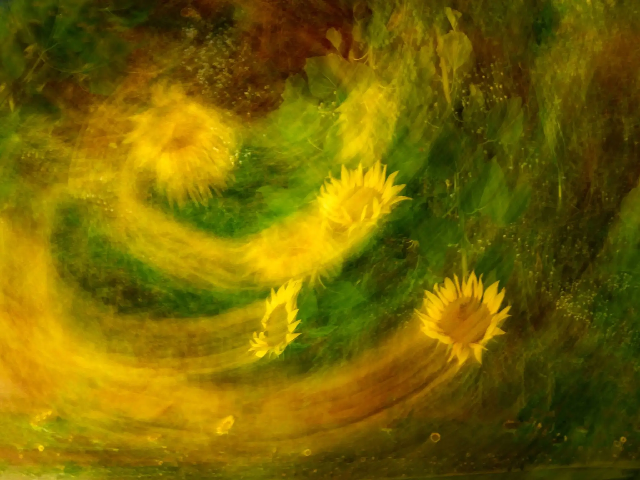 Franse Zonnebloemen